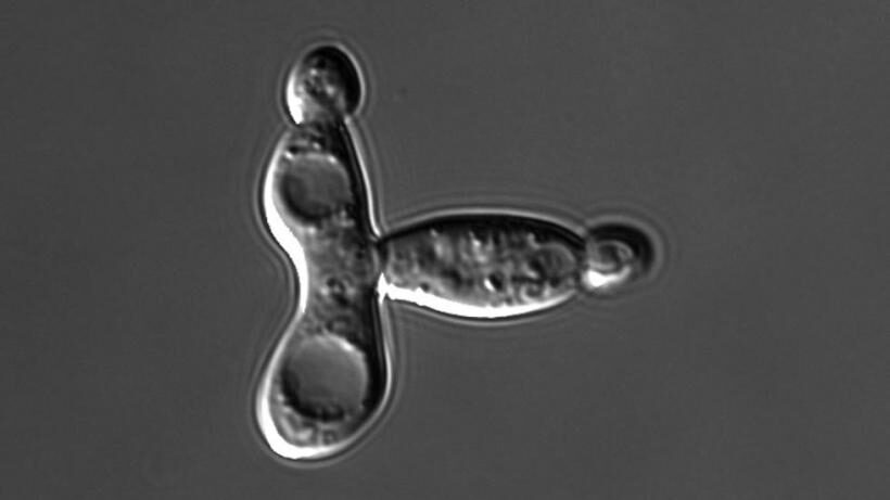 Photos by Sameer A. Khan/Fotobuddy