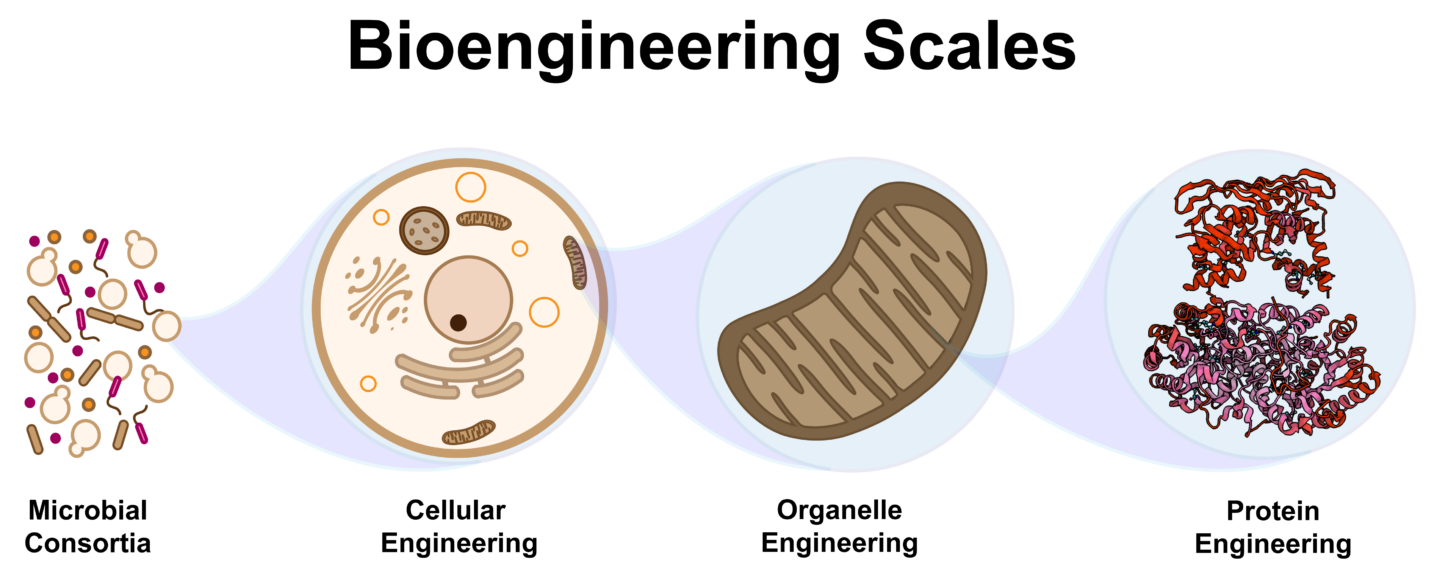 Figure 1: Bioengineering Scales